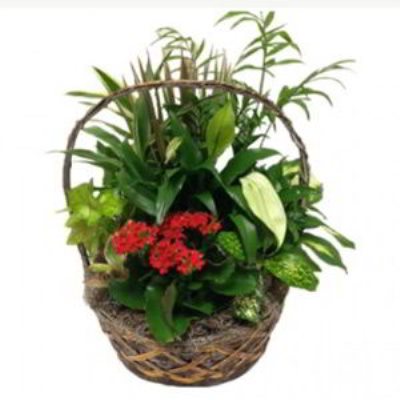 Boonton Florist | Indoor Garden