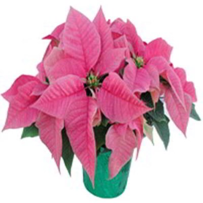 Boonton Florist | Pink Poinsettia