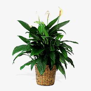 Boonton Florist | Peace Lily