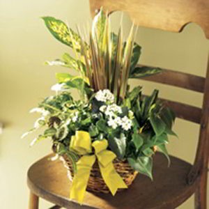 Boonton Florist | Dish Garden