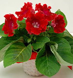 Boonton Florist | Gloxinia