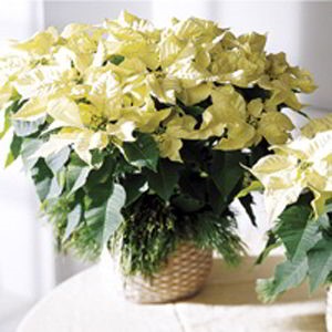 Boonton Florist | White Poinsettia