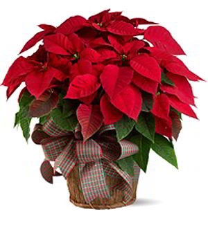 Boonton Florist | Large Red Poinsettia