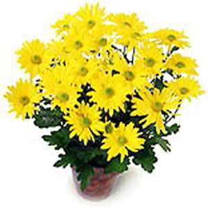 Boonton Florist | Yellow Mum