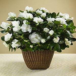 Boonton Florist | White Azalea