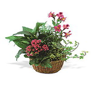 Boonton Florist | Kalanchoe Basket