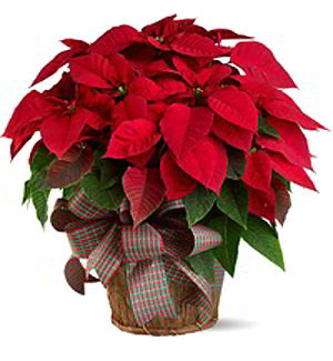 Boonton Florist | Large Red Poinsettia