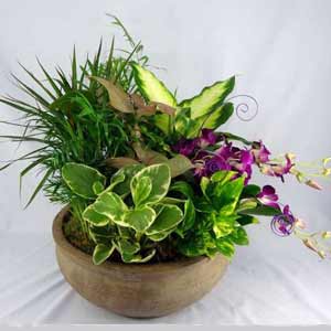 Boonton Florist | Dendrobium Garden 