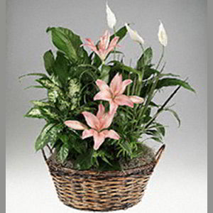 Boonton Florist | Lily Garden
