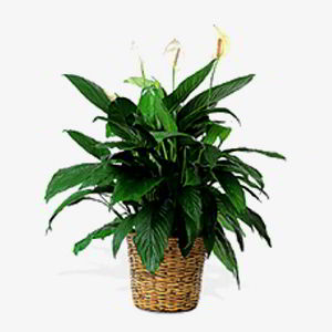 Boonton Florist | Peace Lily