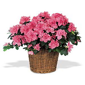 Boonton Florist | Pink Azalea