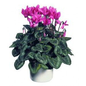 Boonton Florist | Cyclamen